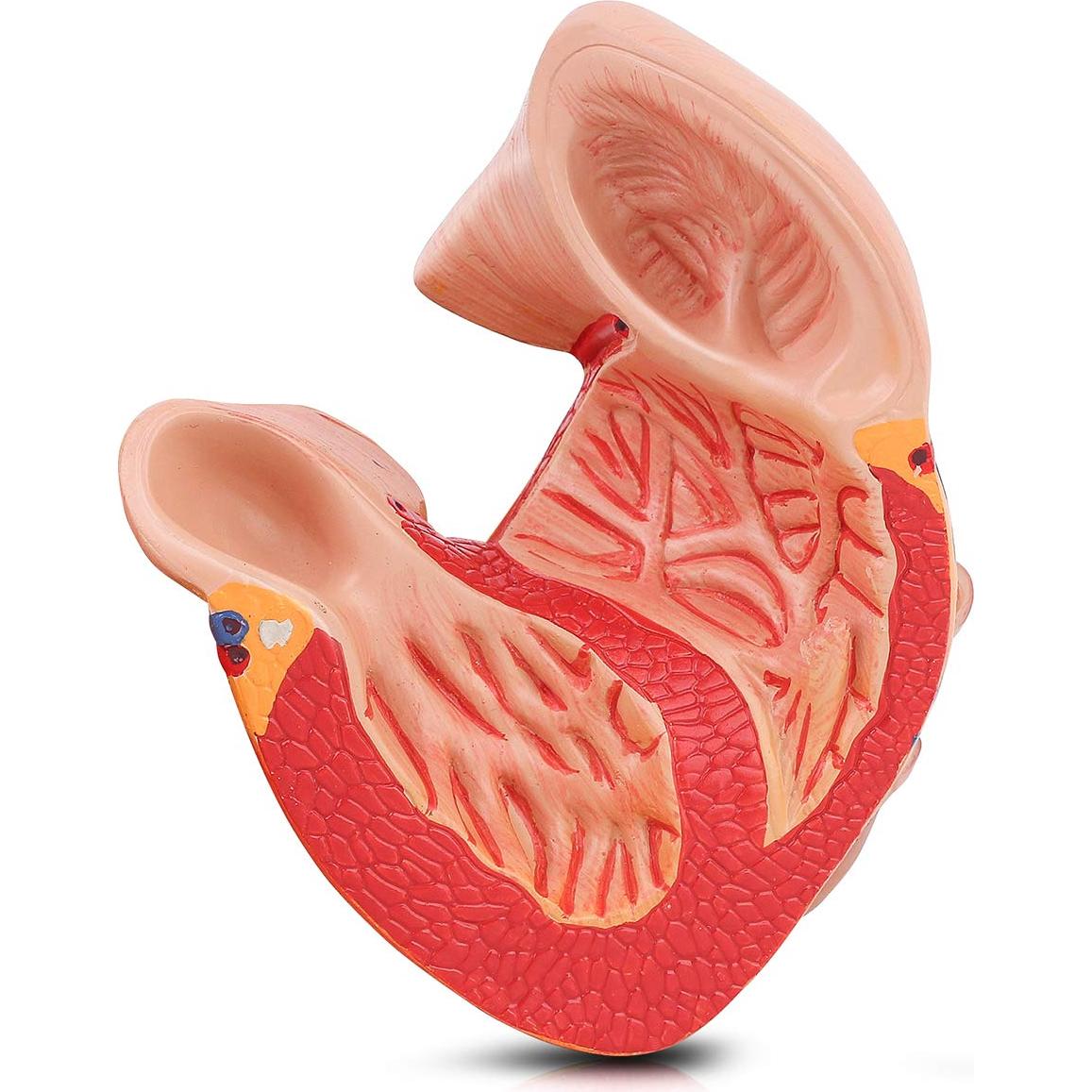 Modelo de Corazón Humano LYOU 2-Partido Tamaño Real 48 Estructuras