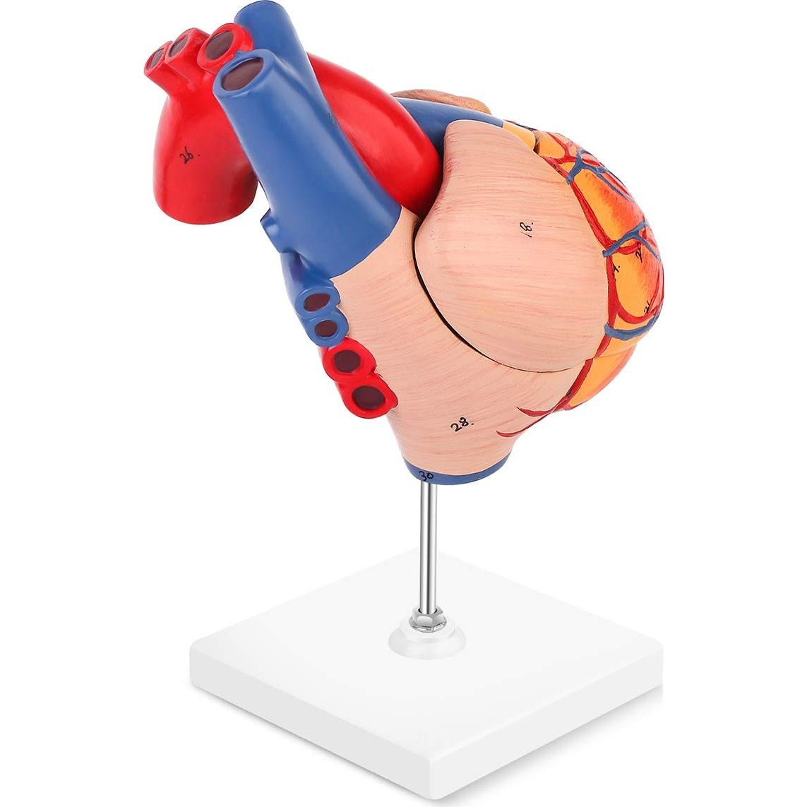 Modelo de Corazón Humano LYOU 2-Partido Tamaño Real 48 Estructuras