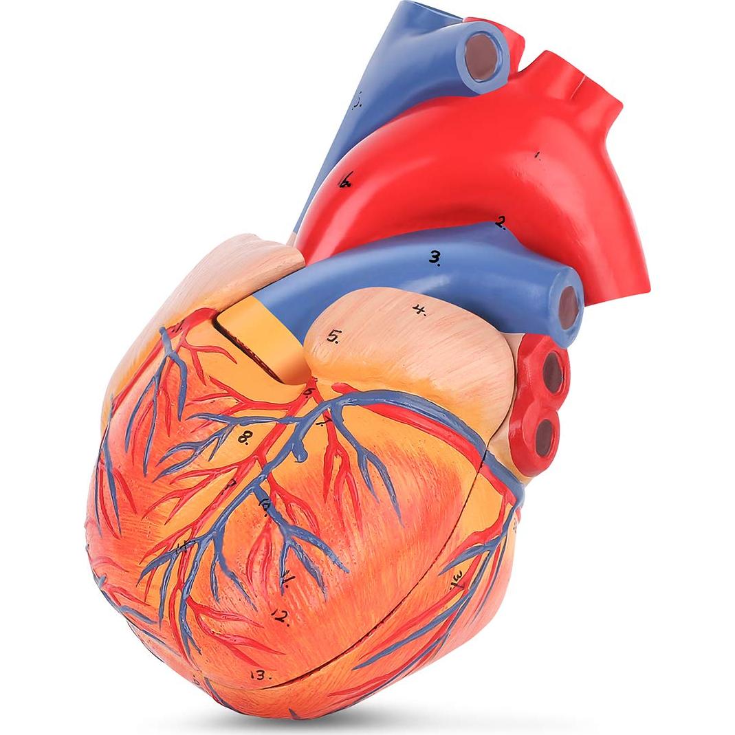 Modelo de Corazón Humano LYOU 2-Partido Tamaño Real 48 Estructuras