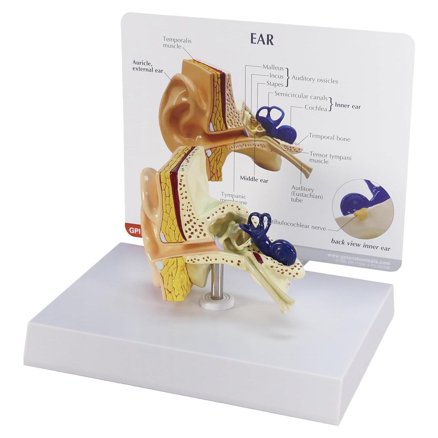 Modelo de Oído GPI Anatomicals 18.4x18.4 cm para Educación