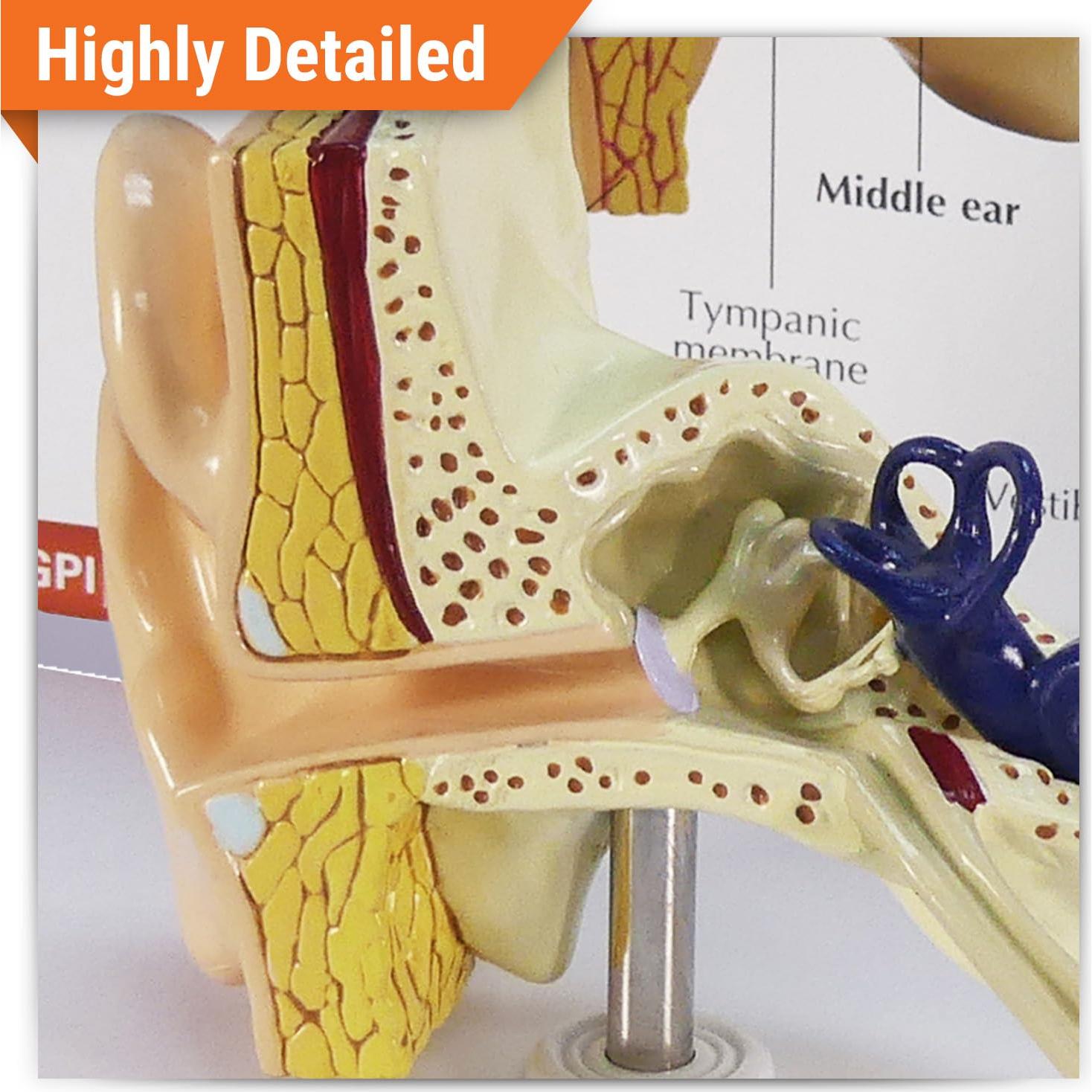 Modelo de Oído GPI Anatomicals 18.4x18.4 cm para Educación