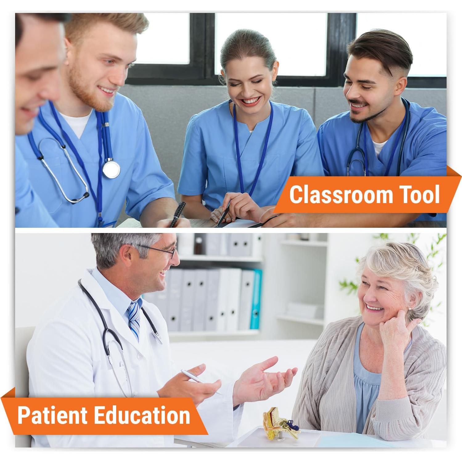 Modelo de Oído GPI Anatomicals 18.4x18.4 cm para Educación