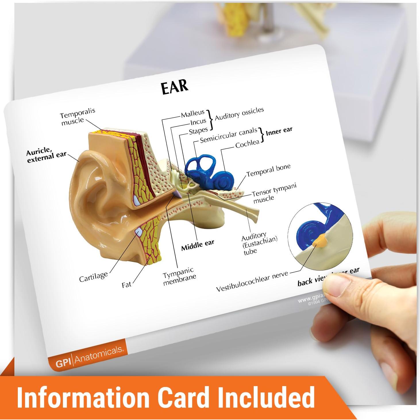 Modelo de Oído GPI Anatomicals 18.4x18.4 cm para Educación