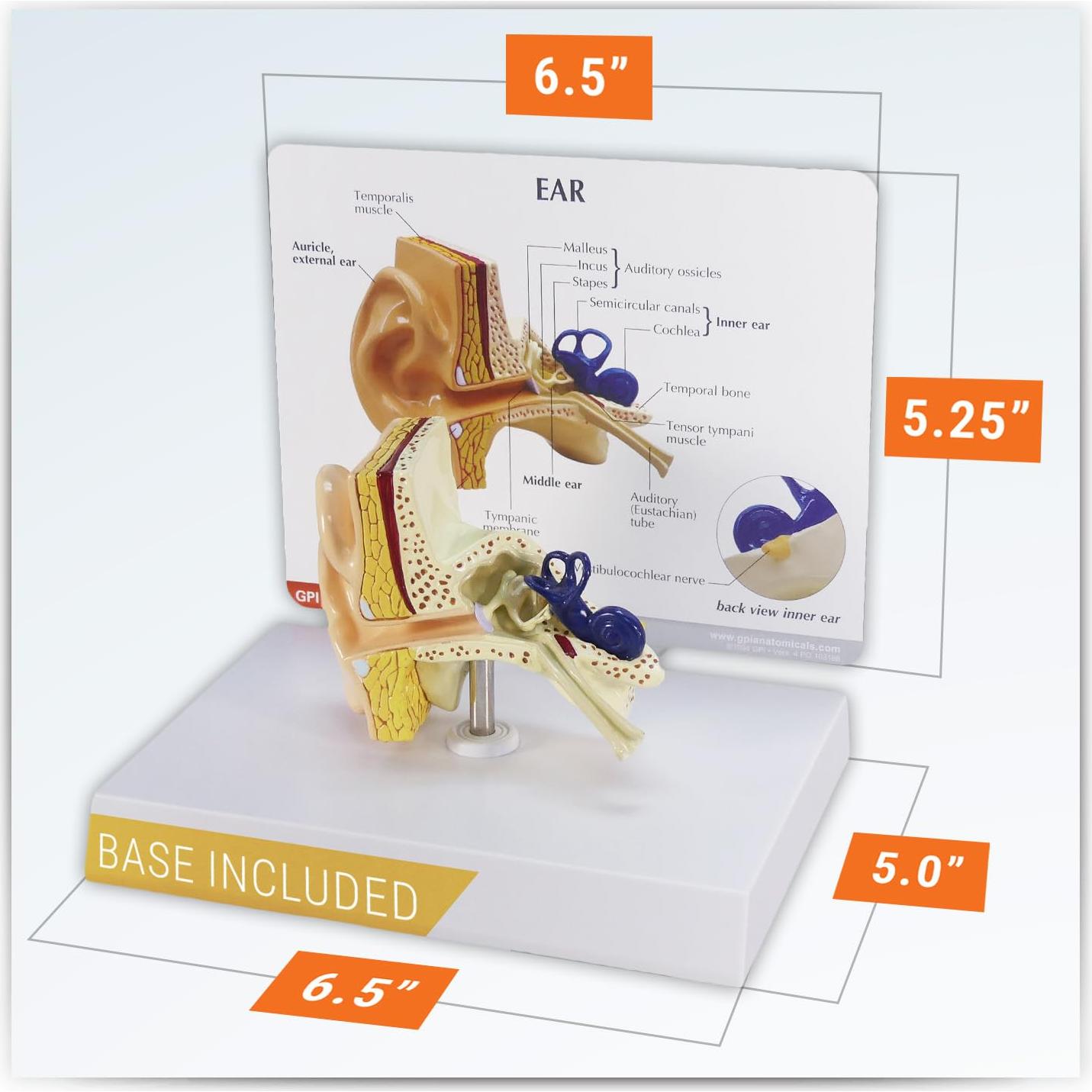 Modelo de Oído GPI Anatomicals 18.4x18.4 cm para Educación