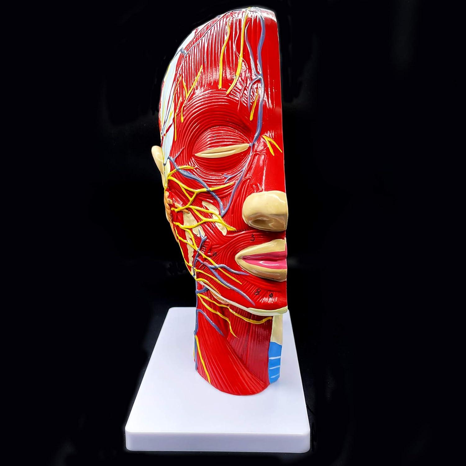 Modelo Anatómico de Cabeza Humana PVC 21.1x11.4x26.9 cm