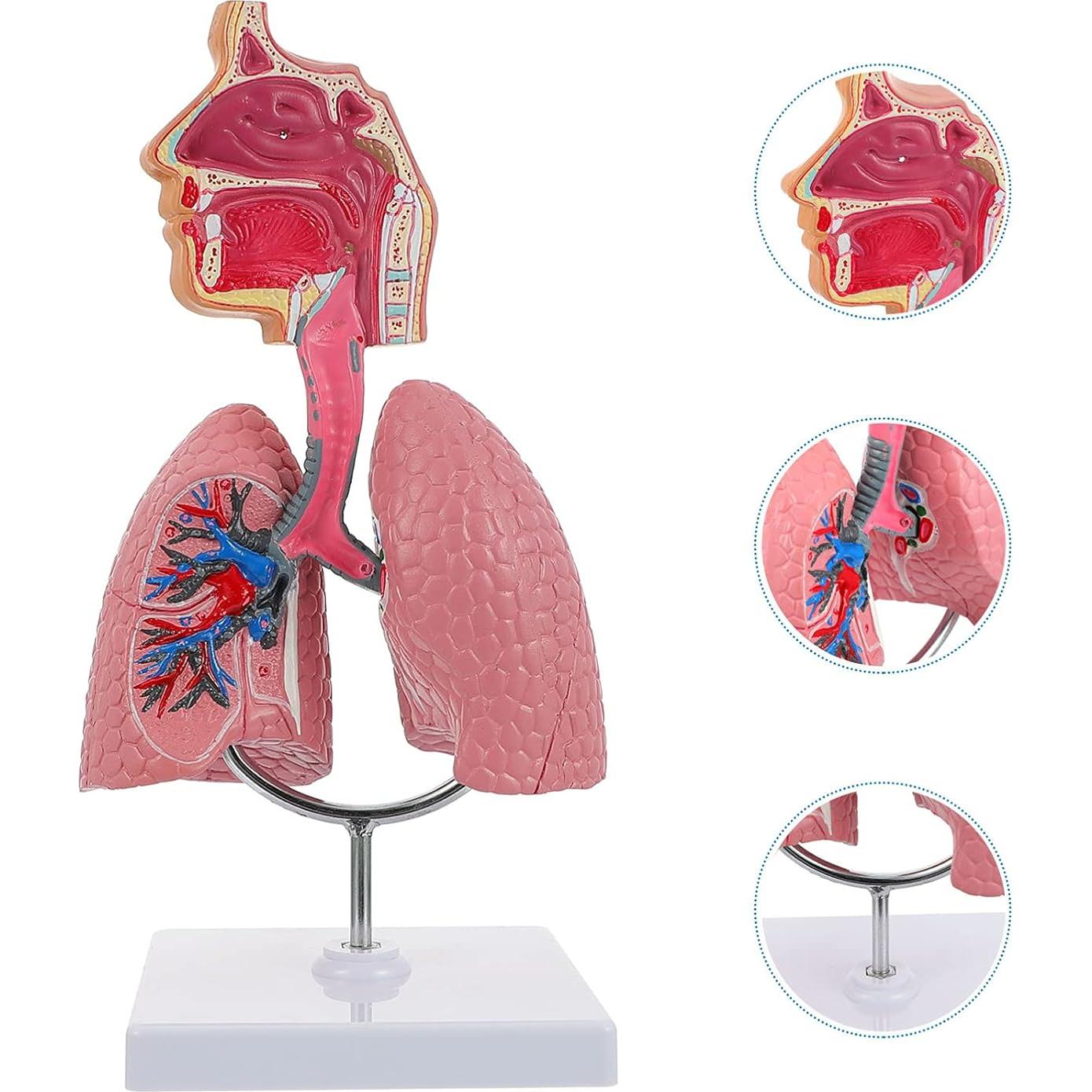 Modelo 4D de Pulmón Respiratorio Iplusmile - Herramienta Educativa