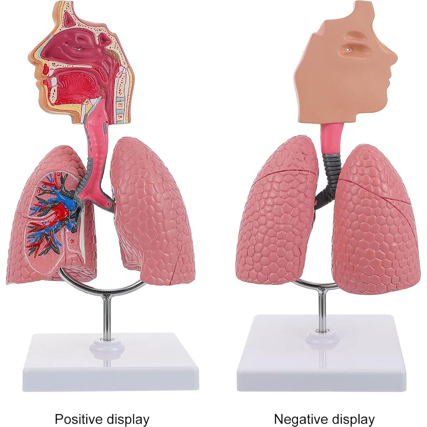 Modelo 4D de Pulmón Respiratorio Iplusmile - Herramienta Educativa