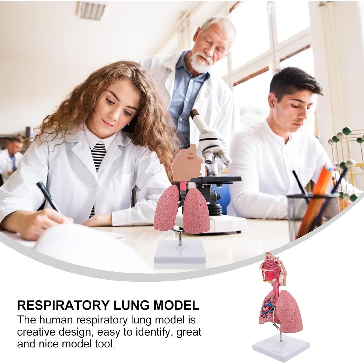 Modelo 4D de Pulmón Respiratorio Iplusmile - Herramienta Educativa