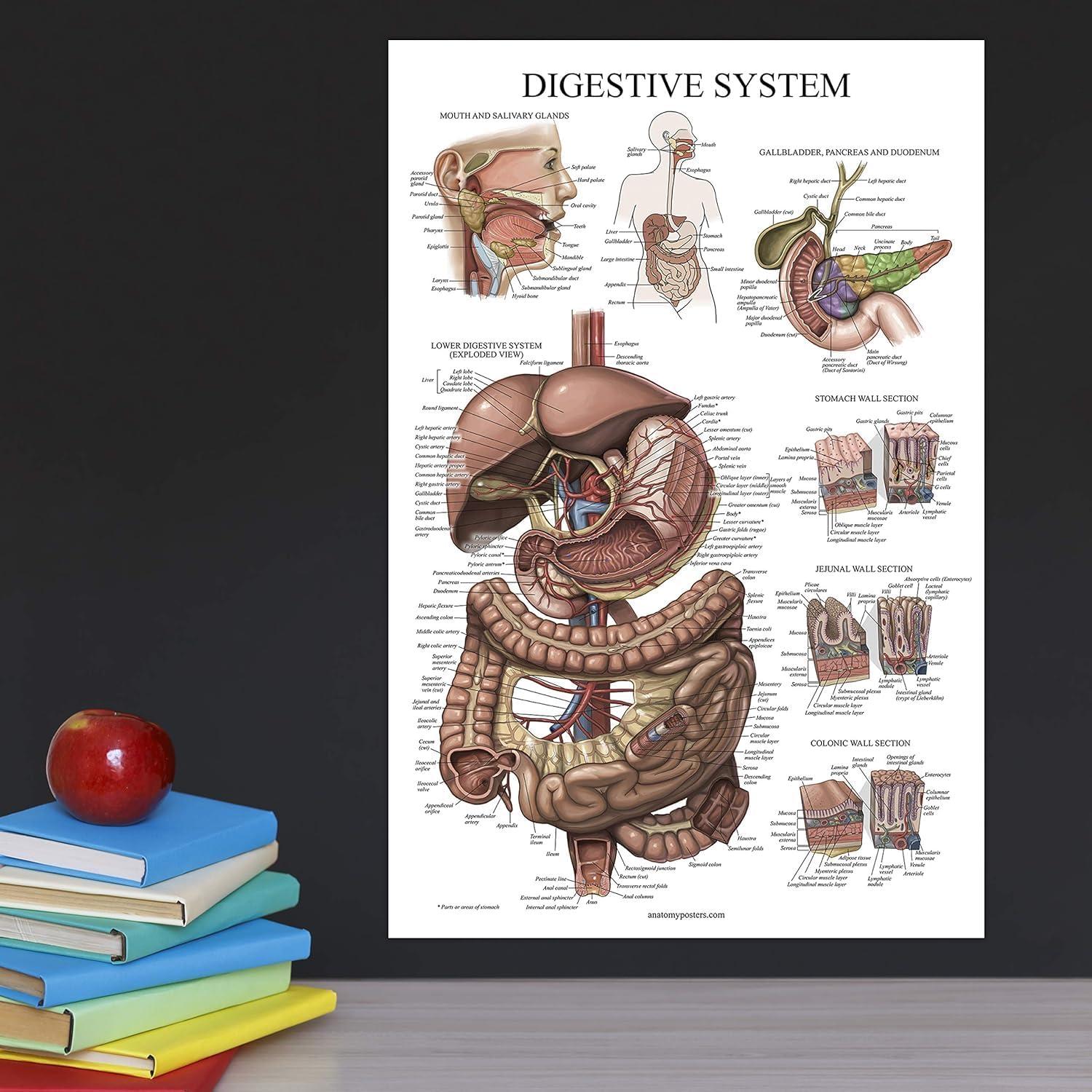 Cartel Anatómico del Sistema Digestivo Palace Learning 68.6x45.7cm