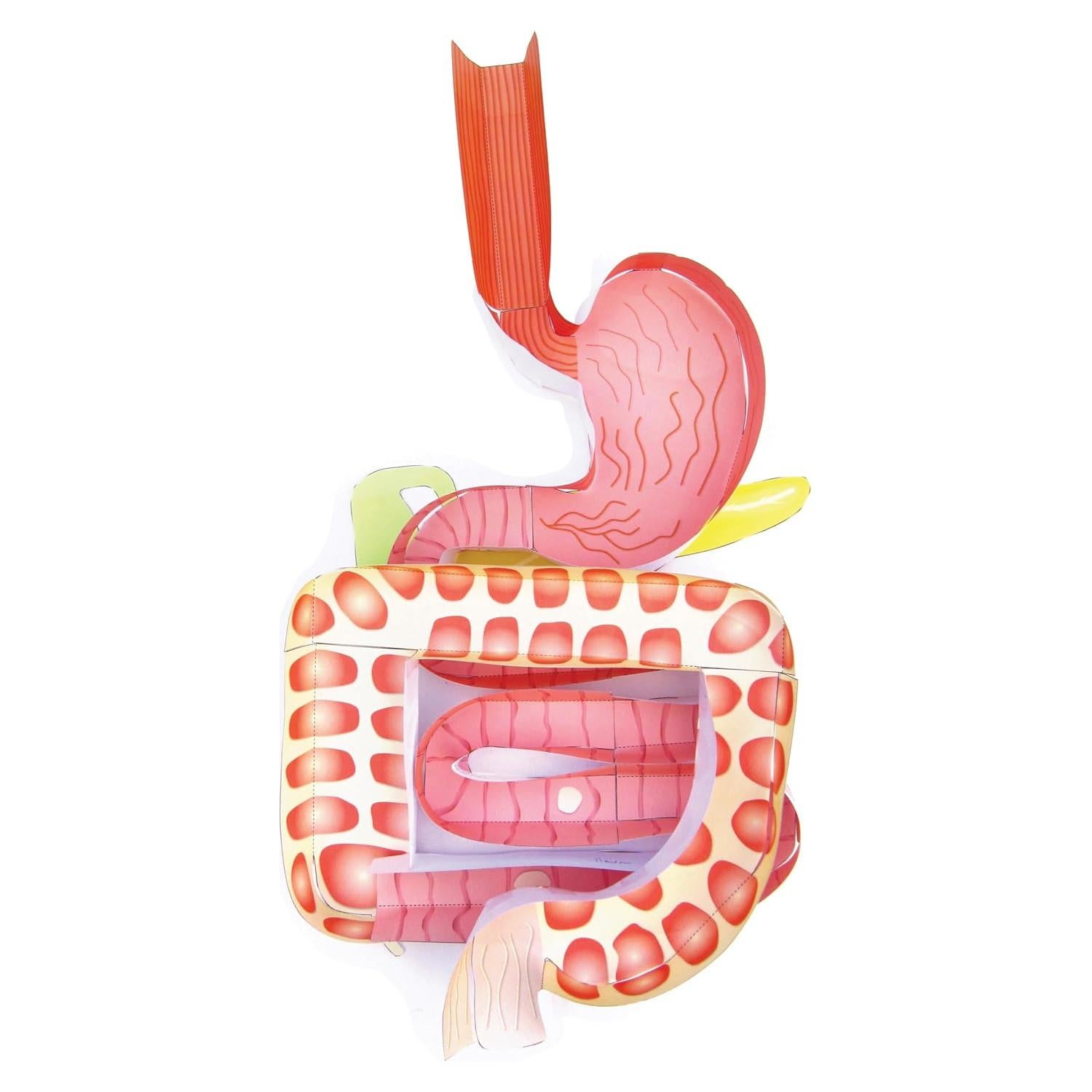 Kit de modelos 3D del sistema digestivo NewPath - Estudiantes