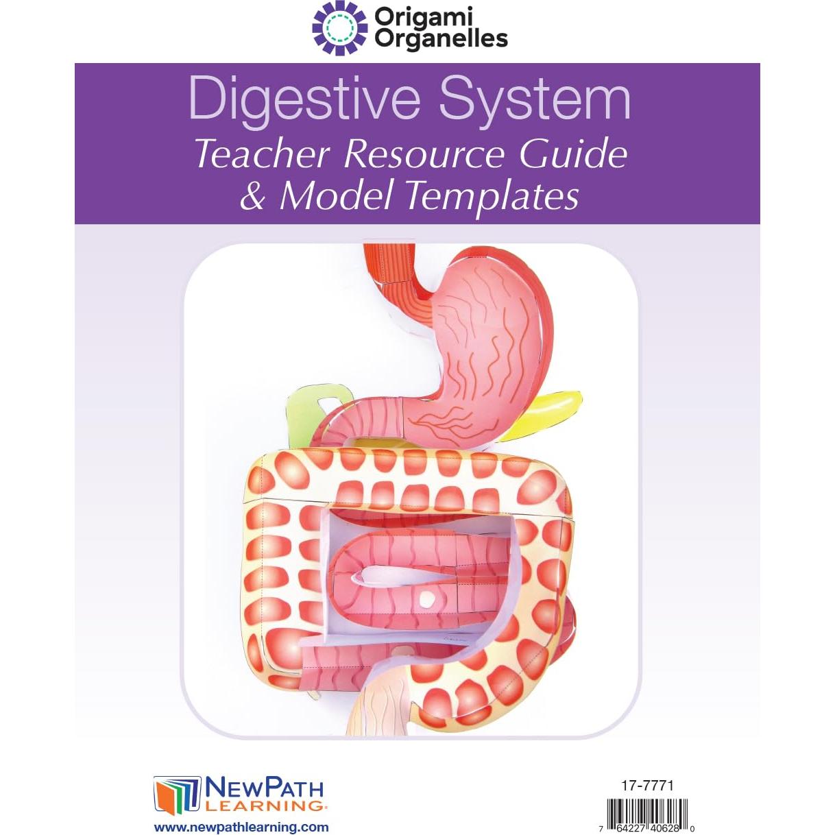 Kit de modelos 3D del sistema digestivo NewPath - Estudiantes