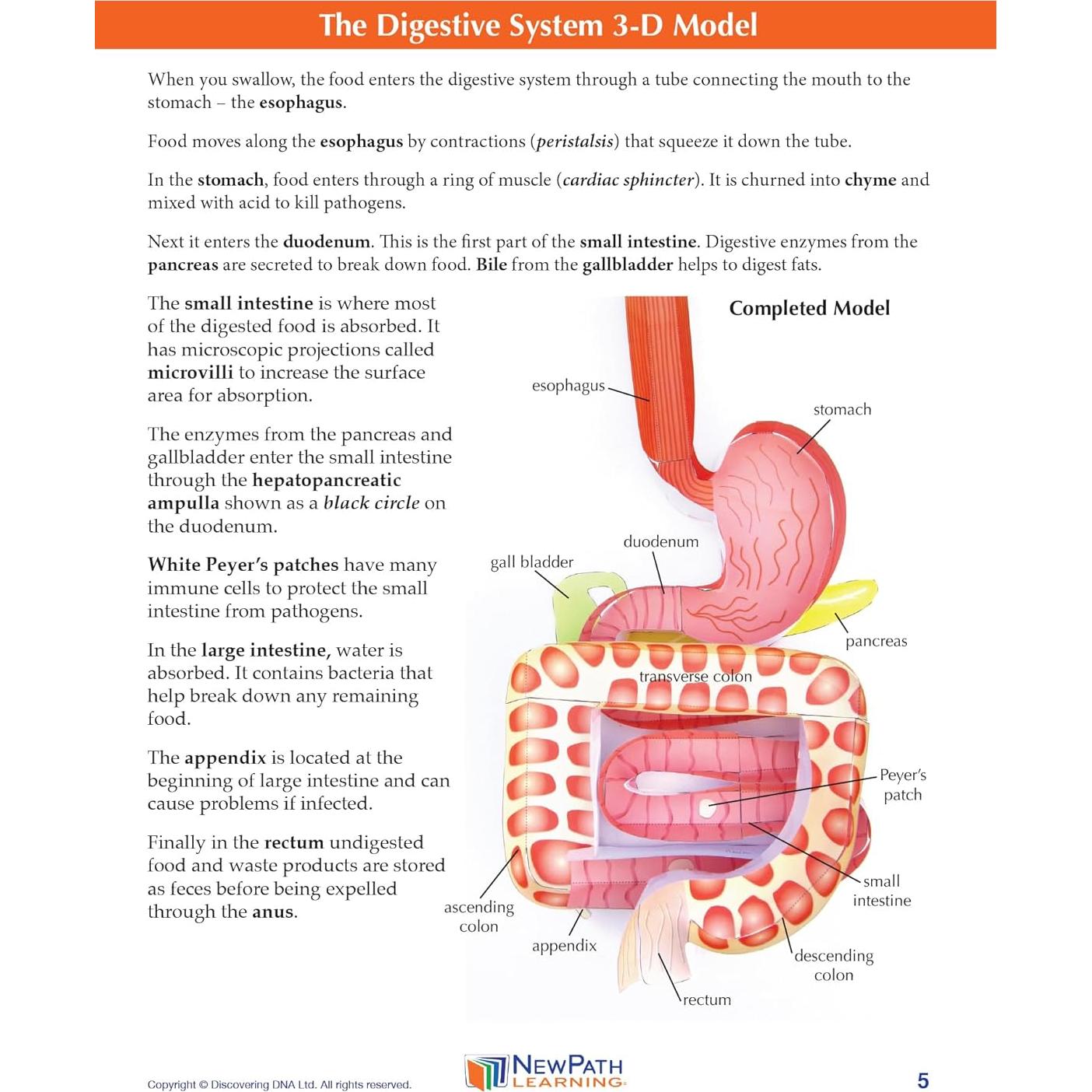 Kit de modelos 3D del sistema digestivo NewPath - Estudiantes