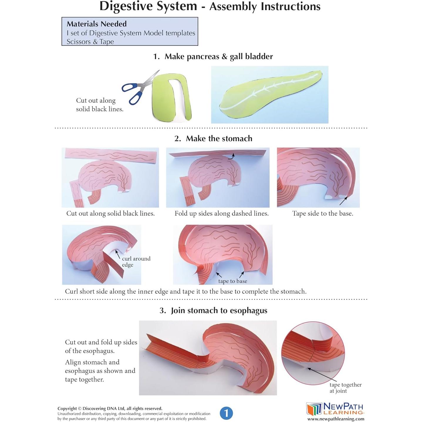 Kit de modelos 3D del sistema digestivo NewPath - Estudiantes