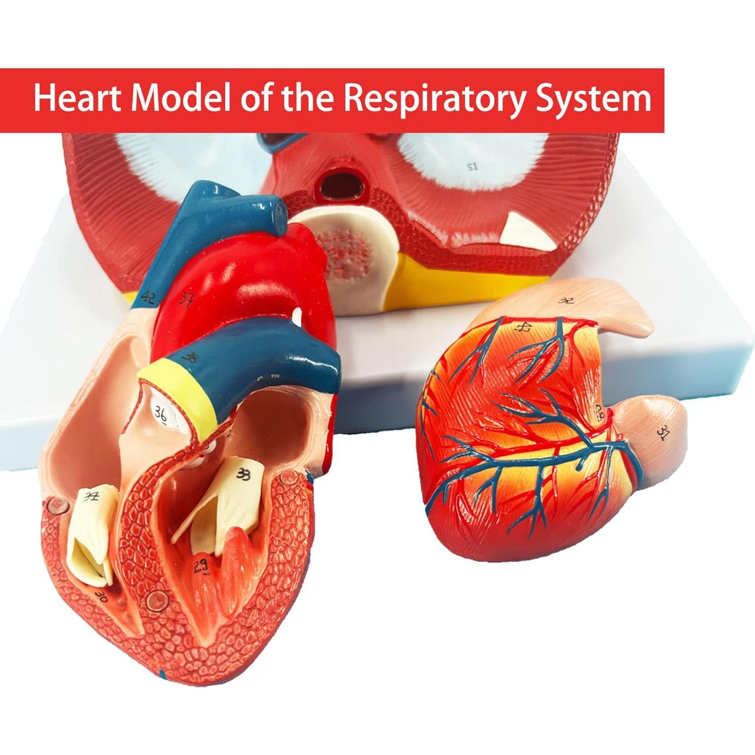 Modelo de Pulmón Humano Veipho 51 Partes Anatomía Educativa