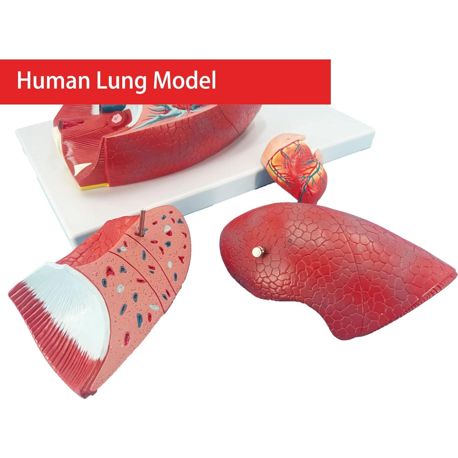 Modelo de Pulmón Humano Veipho 51 Partes Anatomía Educativa