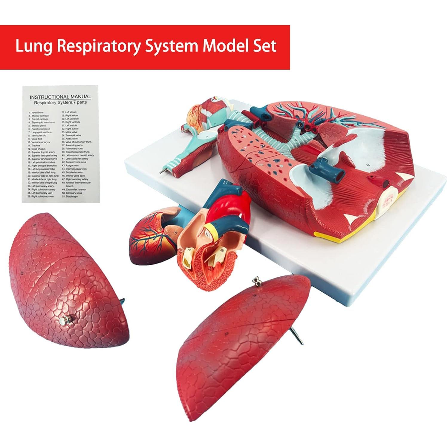 Modelo de Pulmón Humano Veipho 51 Partes Anatomía Educativa