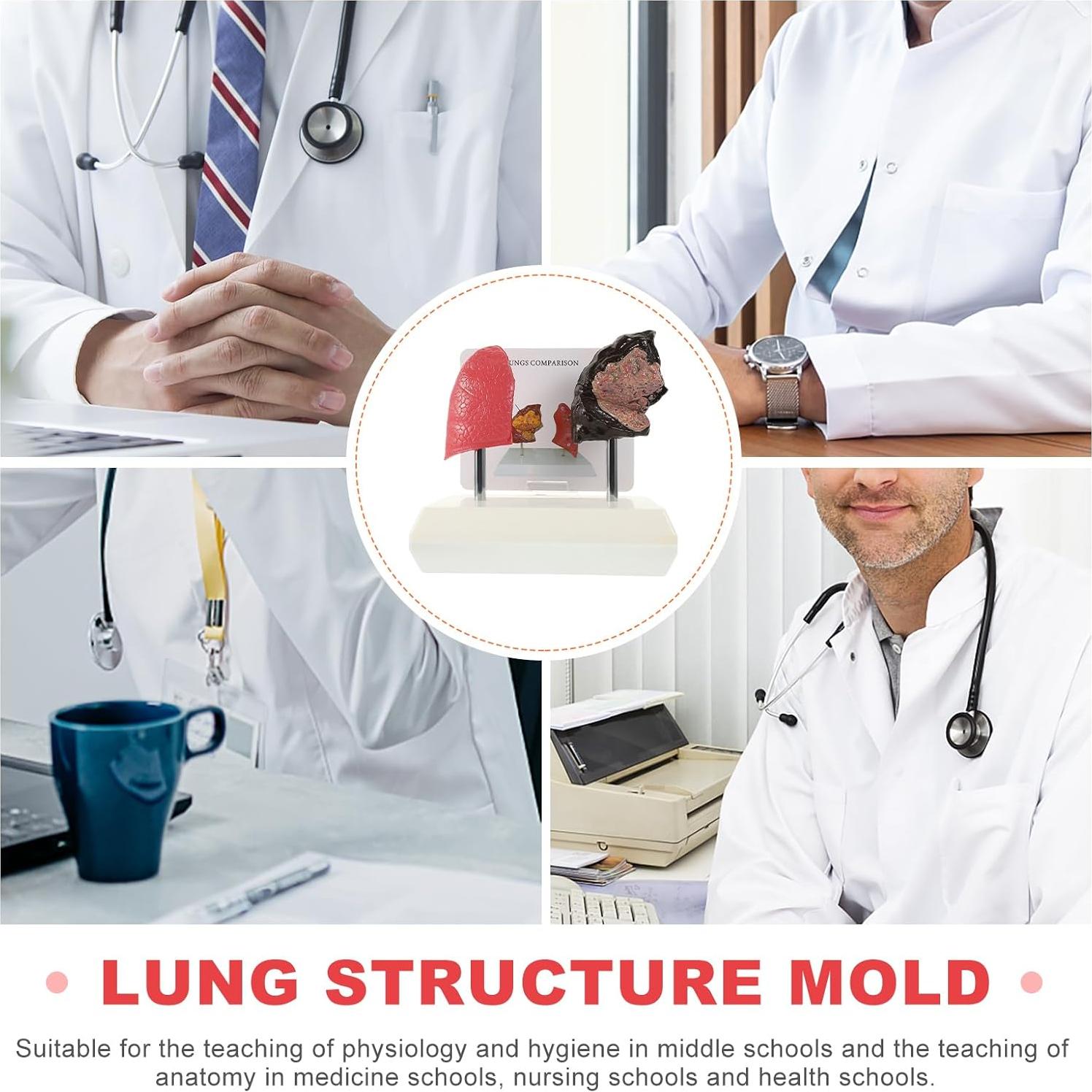 Modelo de Pulmón Hemoton 1:1 para Enseñanza de Salud