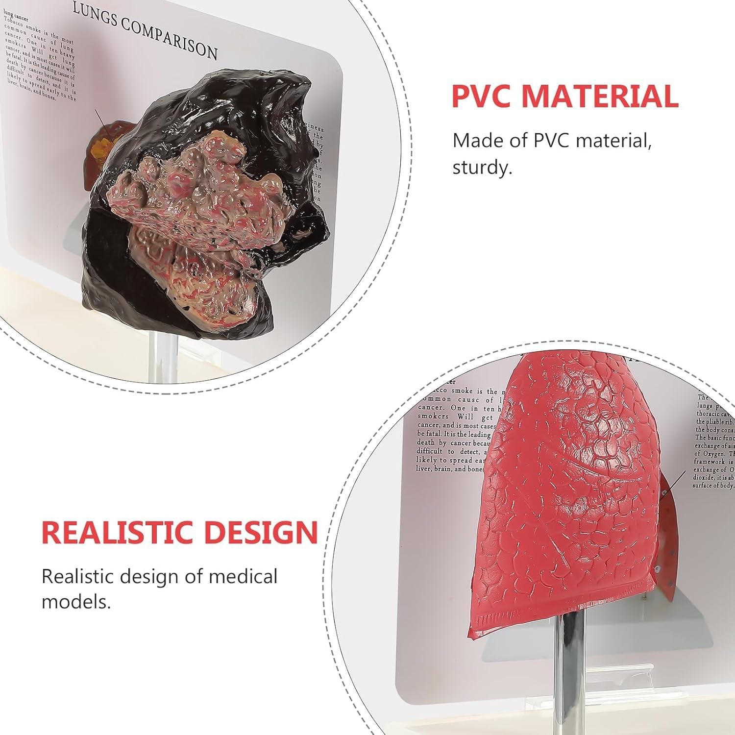 Modelo de Pulmón Hemoton 1:1 para Enseñanza de Salud