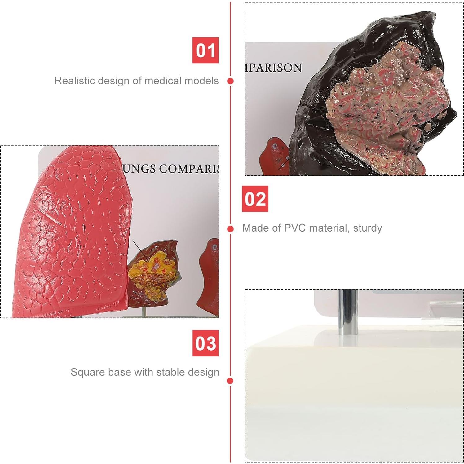 Modelo de Pulmón Hemoton 1:1 para Enseñanza de Salud