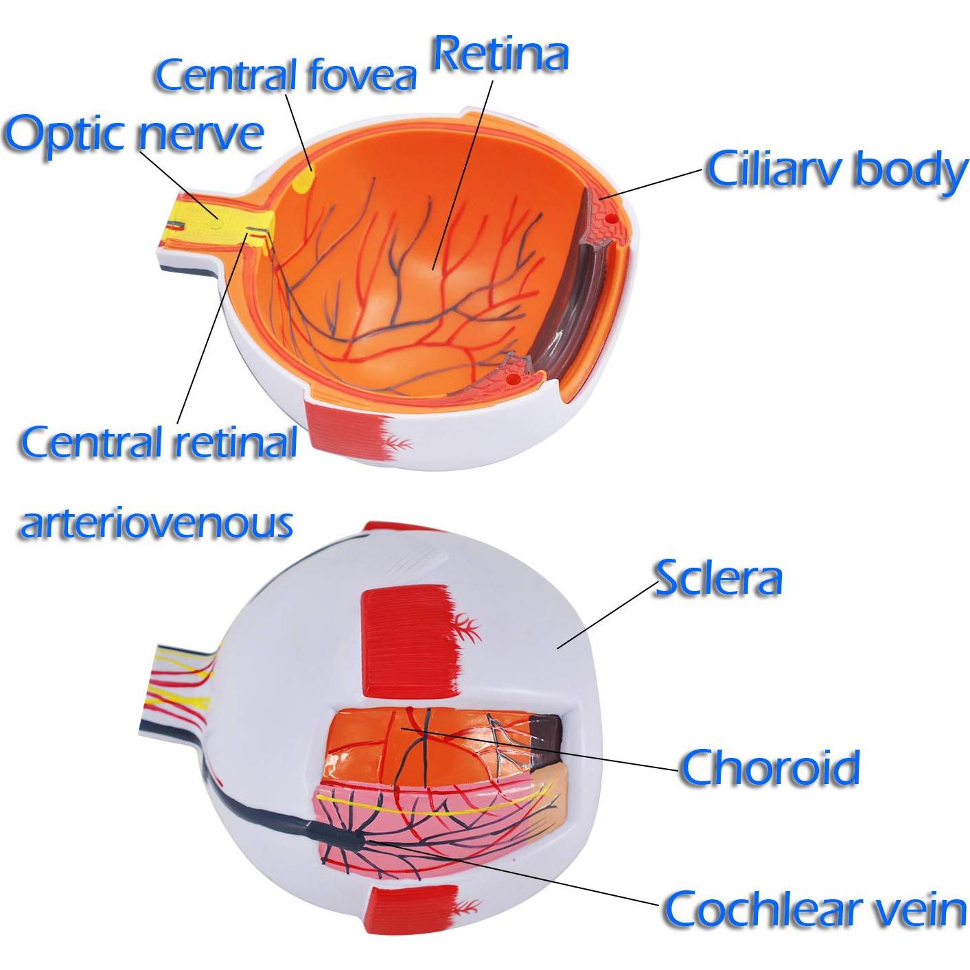 Modelo Anatómico del Ojo Humano Wadoy 6X con Soporte