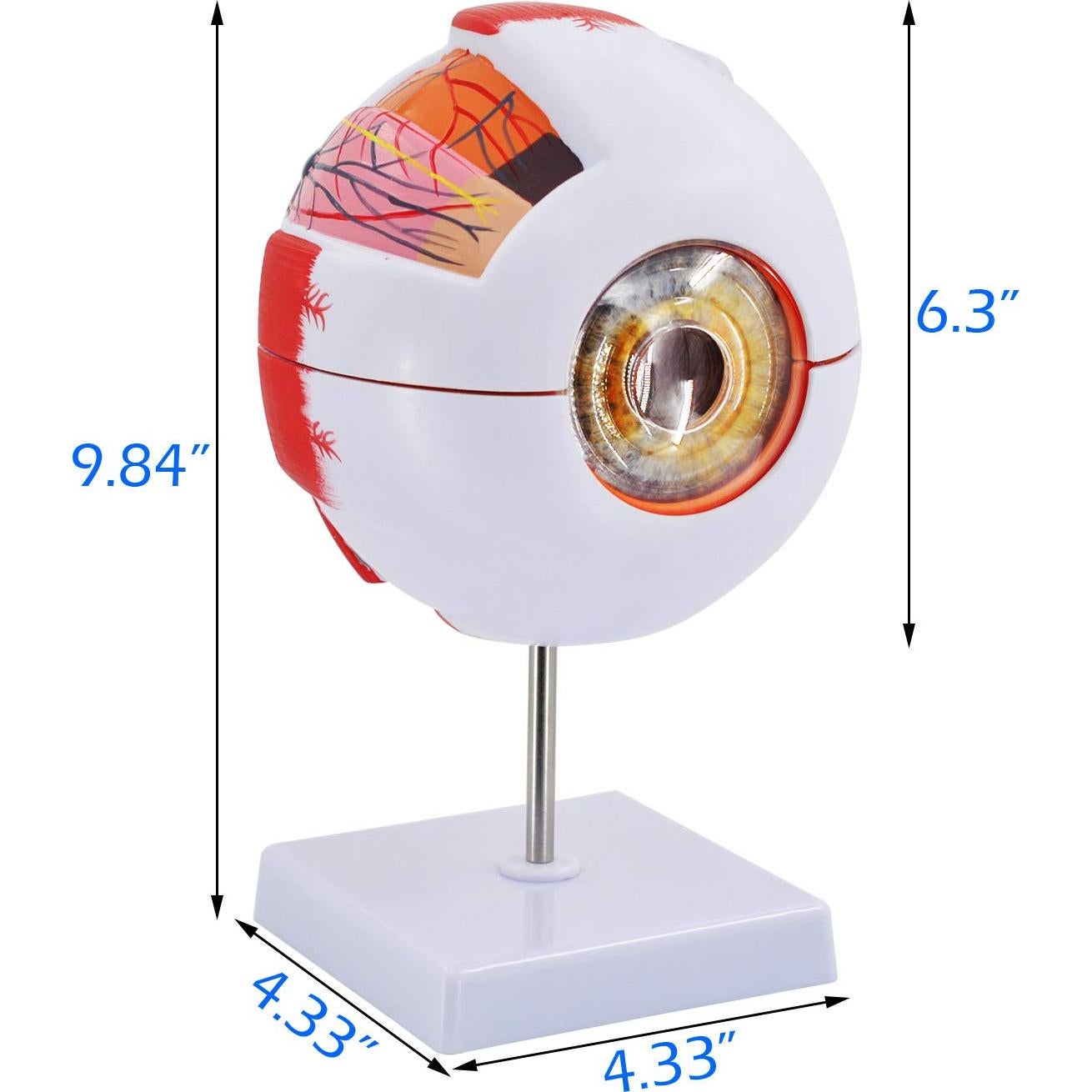 Modelo Anatómico del Ojo Humano Wadoy 6X con Soporte