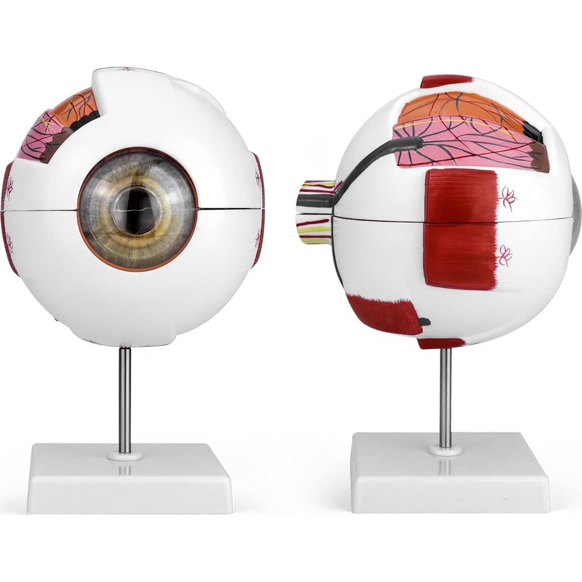 Modelo de Anatomía del Ojo Humano 6X QWORK con Soporte