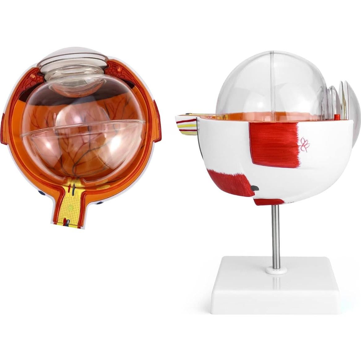 Modelo de Anatomía del Ojo Humano 6X QWORK con Soporte