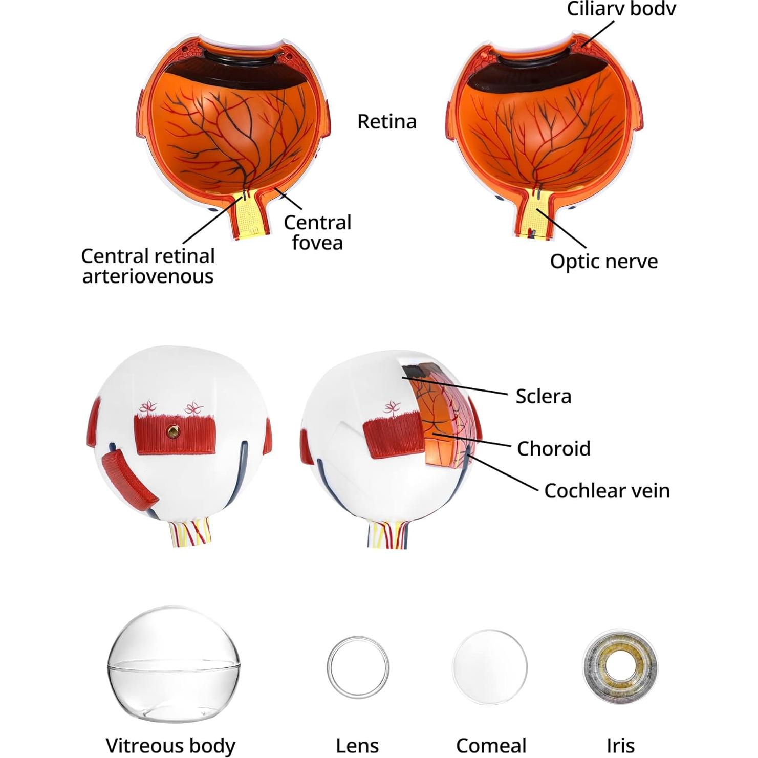 Modelo de Anatomía del Ojo Humano 6X QWORK con Soporte
