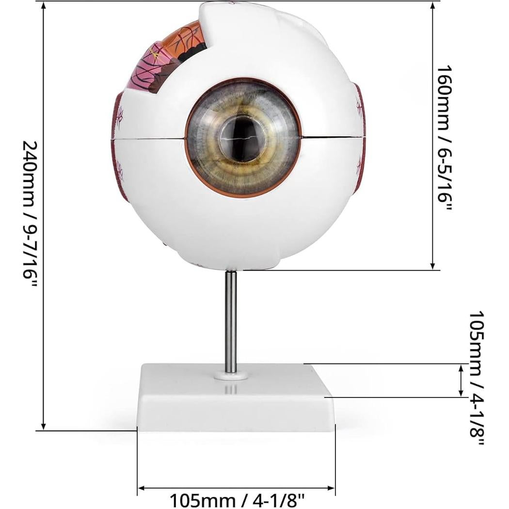 Modelo de Anatomía del Ojo Humano 6X QWORK con Soporte