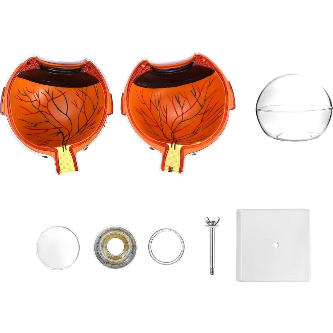 Modelo de Anatomía del Ojo Humano 6X QWORK con Soporte
