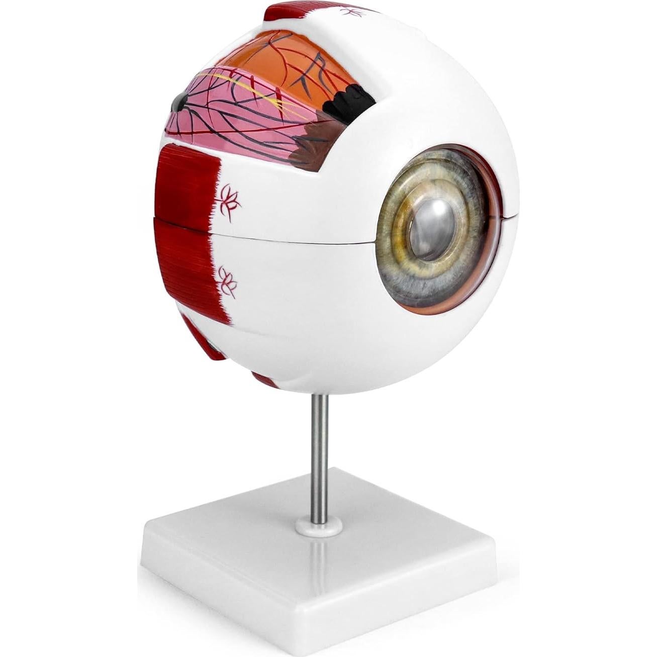 Modelo de Anatomía del Ojo Humano 6X QWORK con Soporte