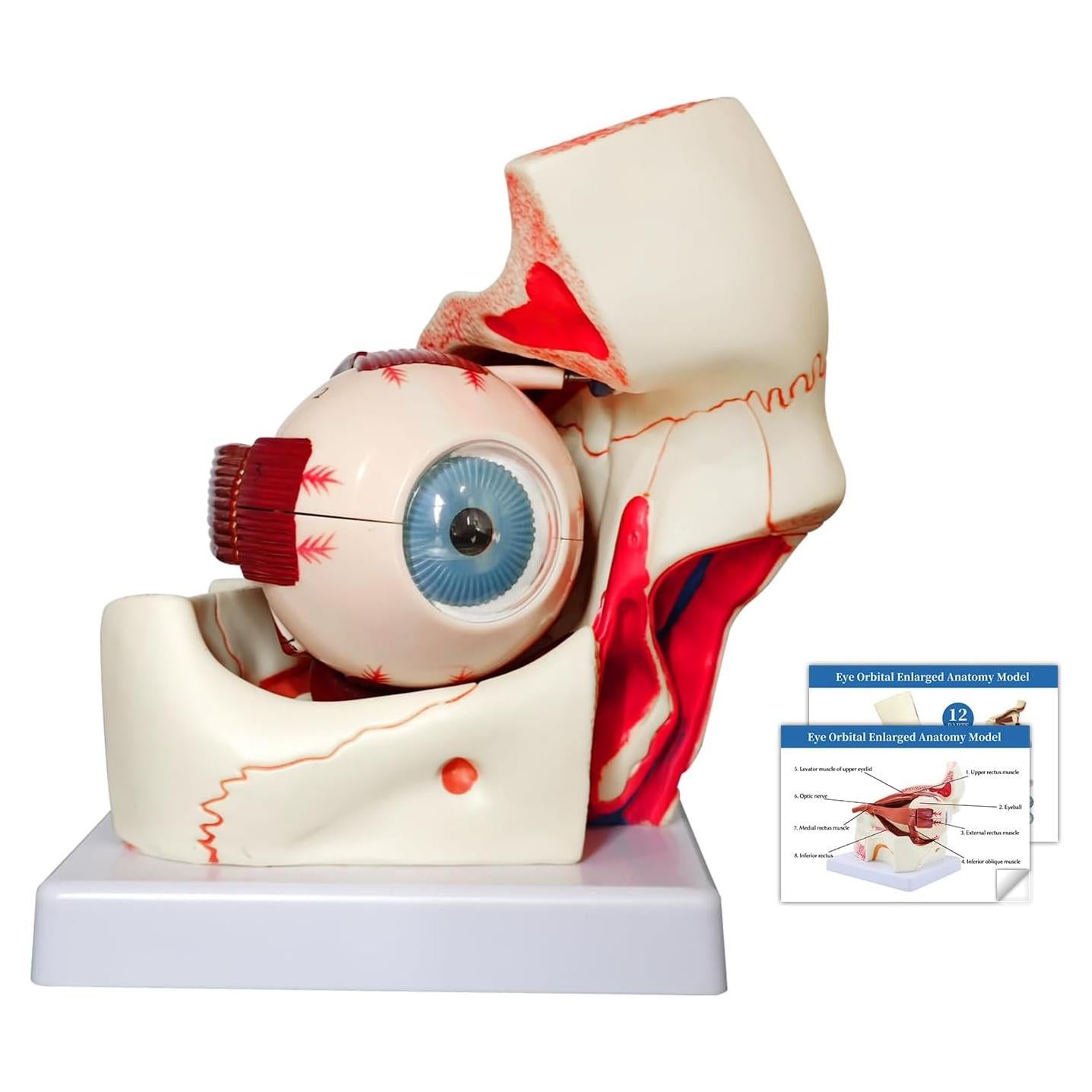 Modelo Anatómico del Ojo Humano JNMFTD 3X Ampliado 12 Piezas