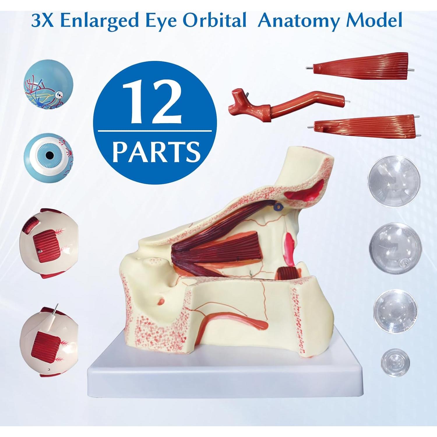 Modelo Anatómico del Ojo Humano JNMFTD 3X Ampliado 12 Piezas