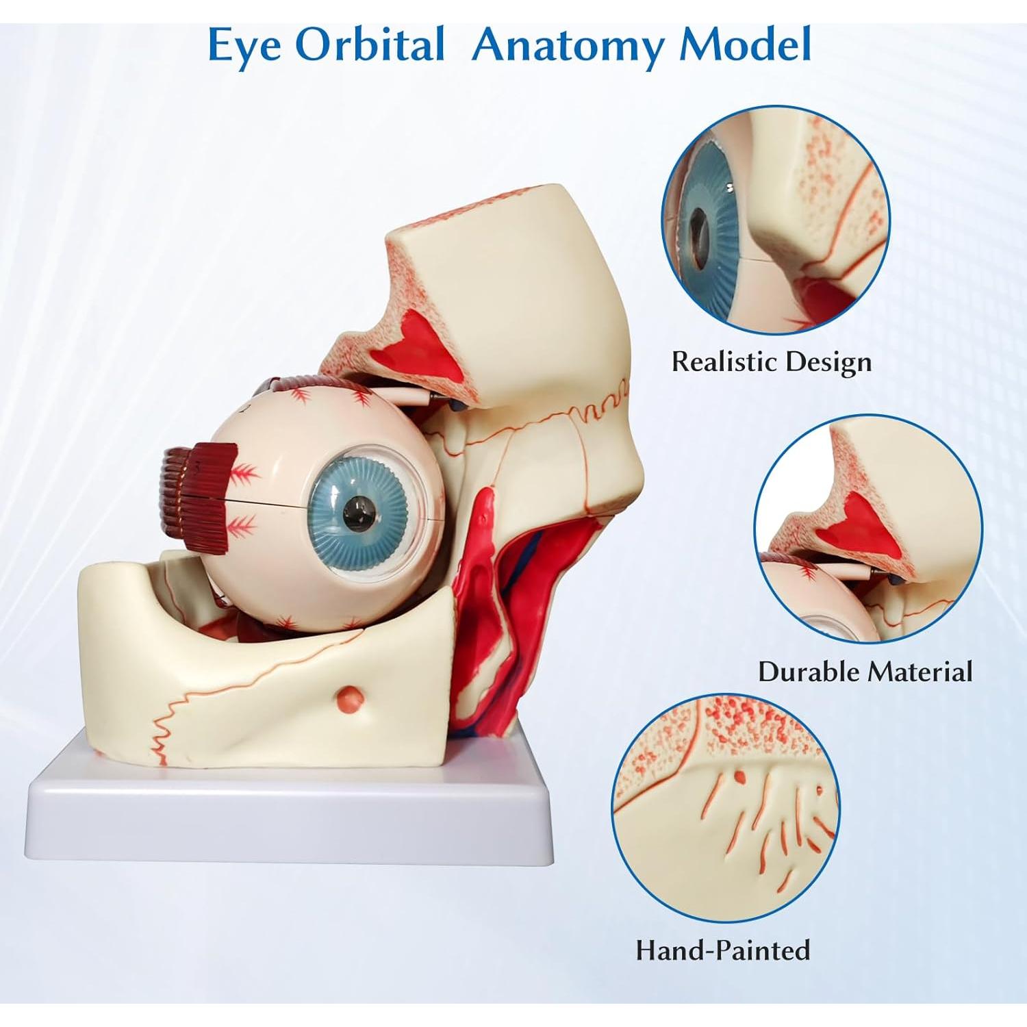 Modelo Anatómico del Ojo Humano JNMFTD 3X Ampliado 12 Piezas