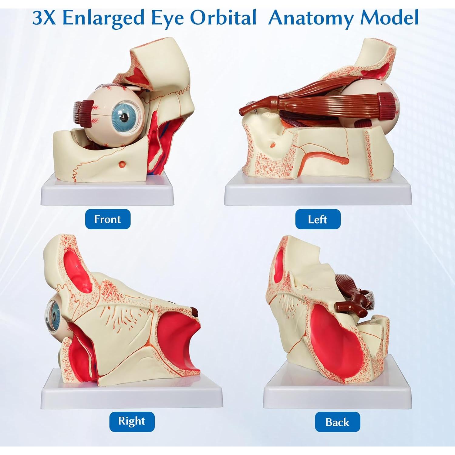 Modelo Anatómico del Ojo Humano JNMFTD 3X Ampliado 12 Piezas