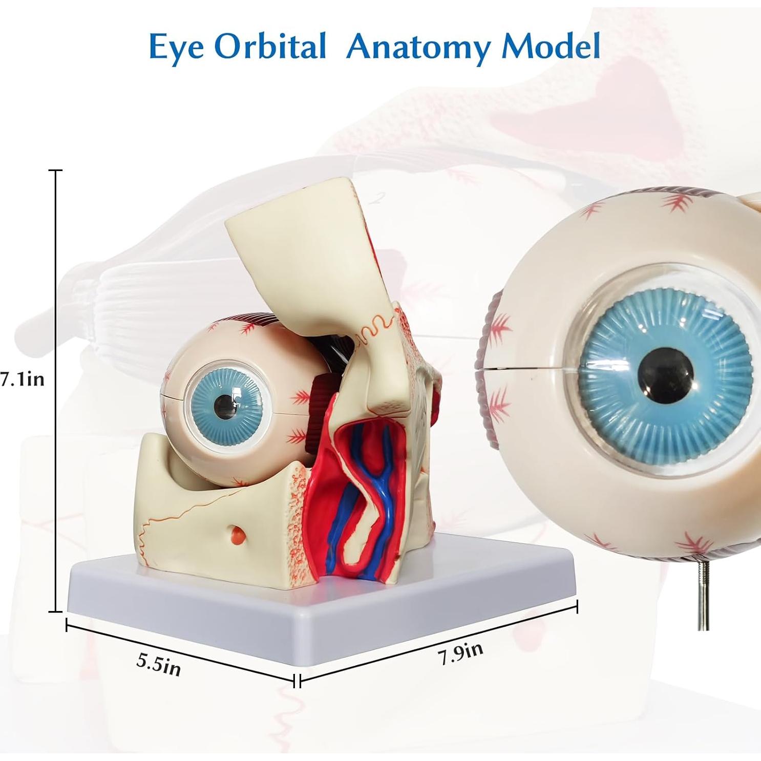 Modelo Anatómico del Ojo Humano JNMFTD 3X Ampliado 12 Piezas