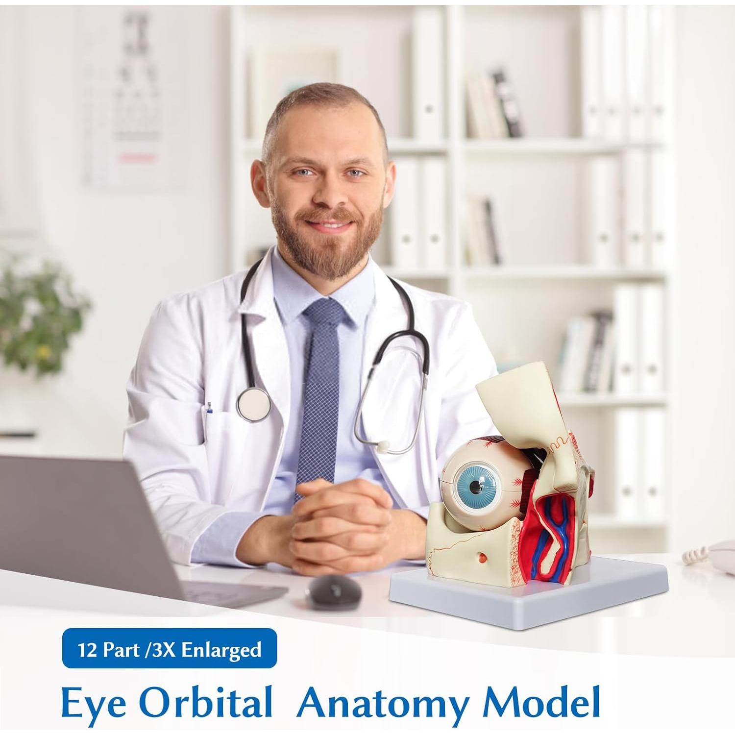 Modelo Anatómico del Ojo Humano JNMFTD 3X Ampliado 12 Piezas