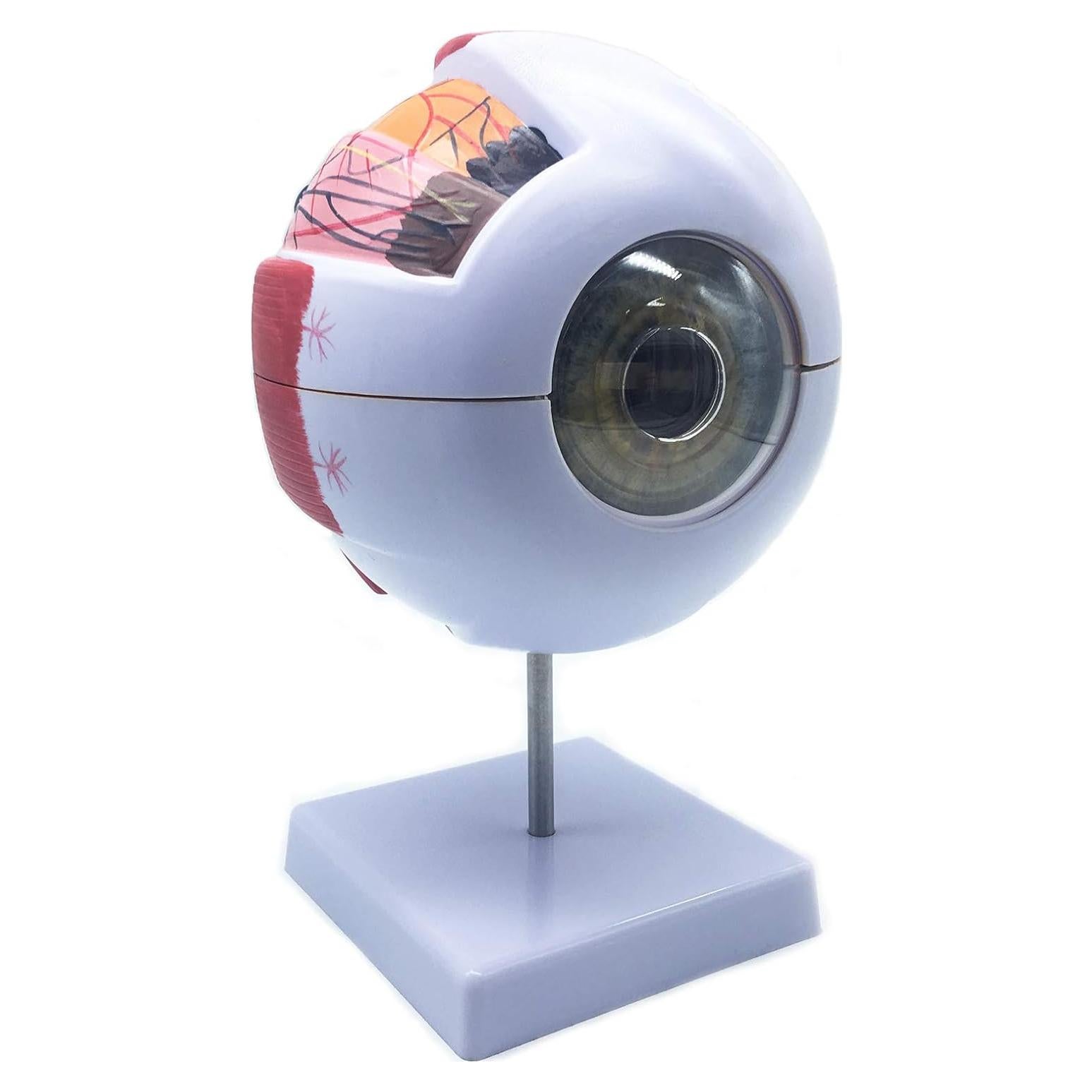 Modelo Anatómico Ojo Humano Ampliado 6X XINDAM - 24.9x15.7cm