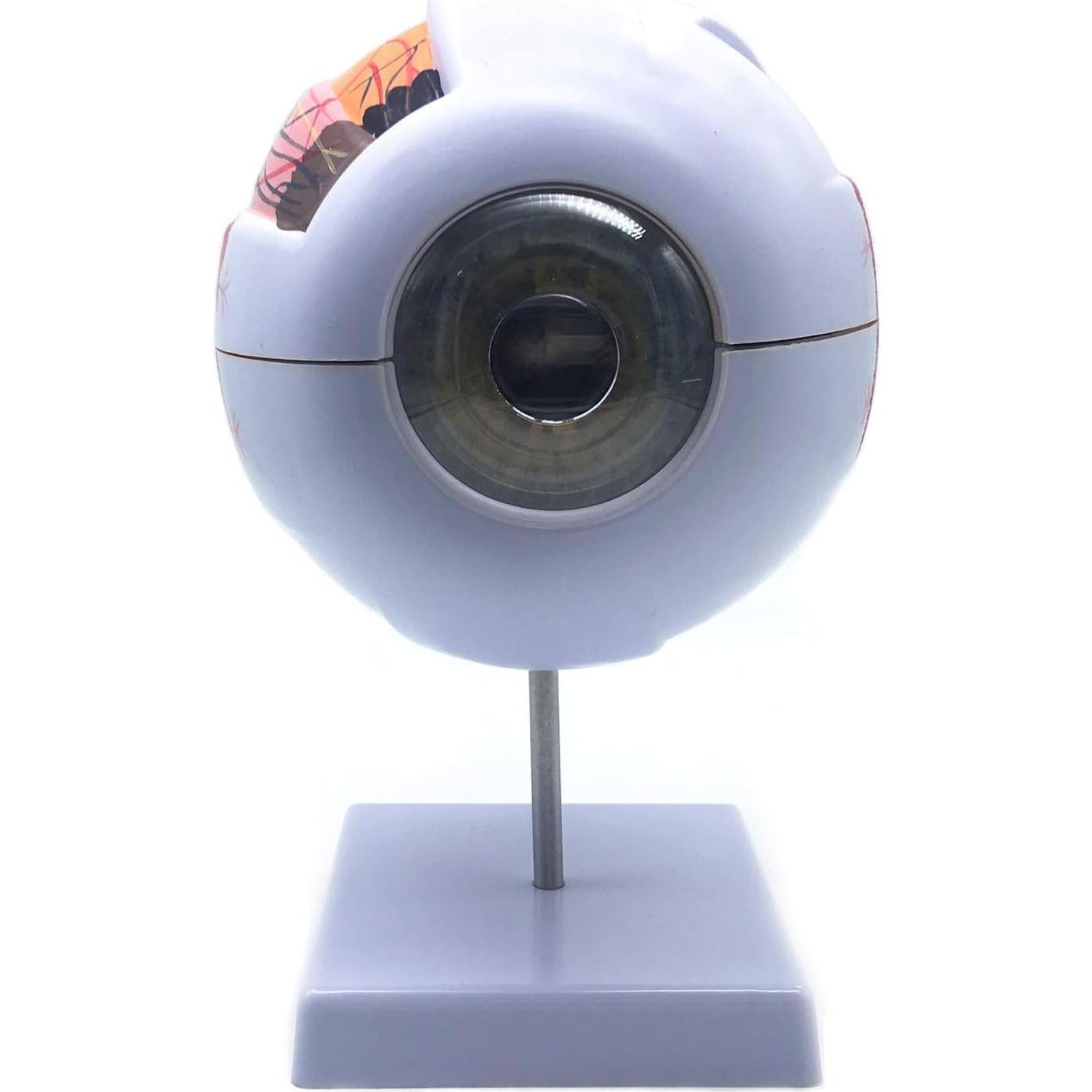 Modelo Anatómico Ojo Humano Ampliado 6X XINDAM - 24.9x15.7cm