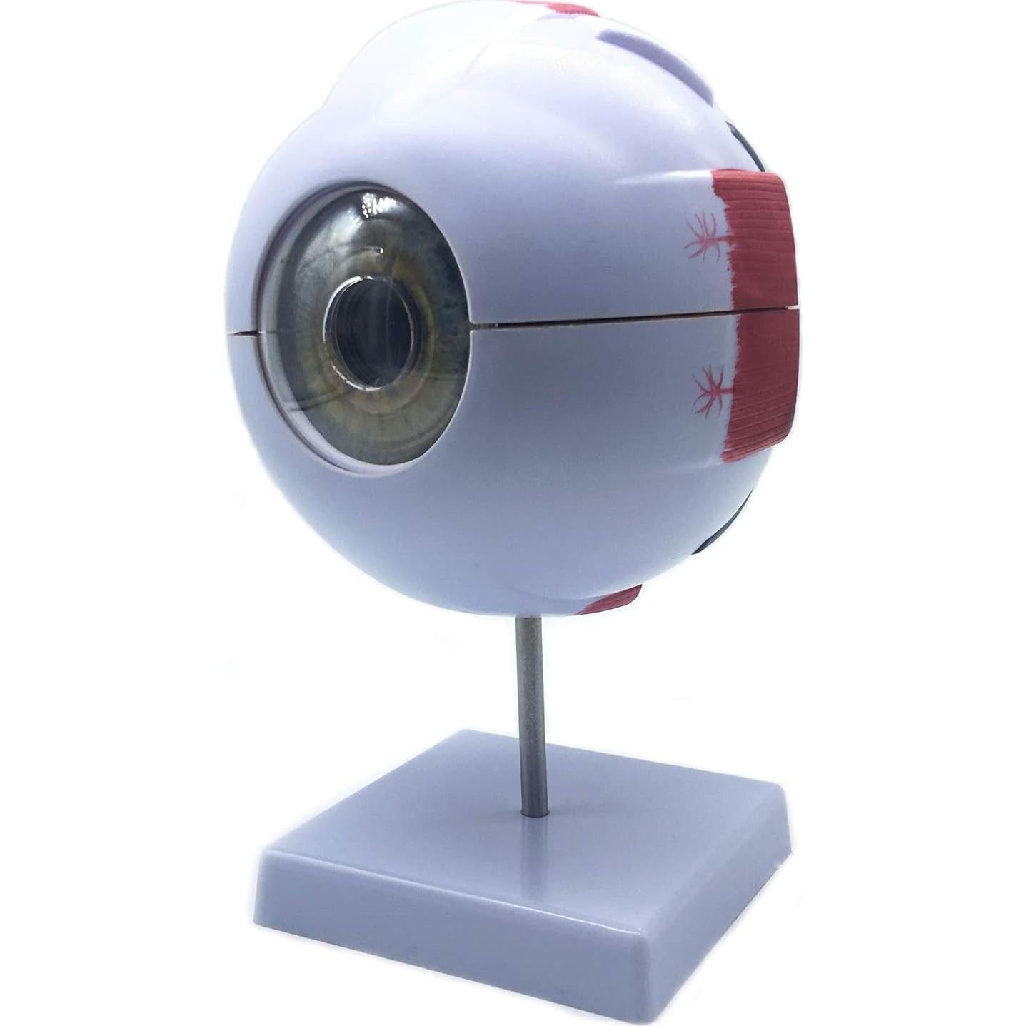 Modelo Anatómico Ojo Humano Ampliado 6X XINDAM - 24.9x15.7cm