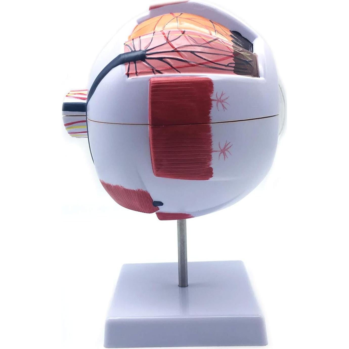 Modelo Anatómico Ojo Humano Ampliado 6X XINDAM - 24.9x15.7cm