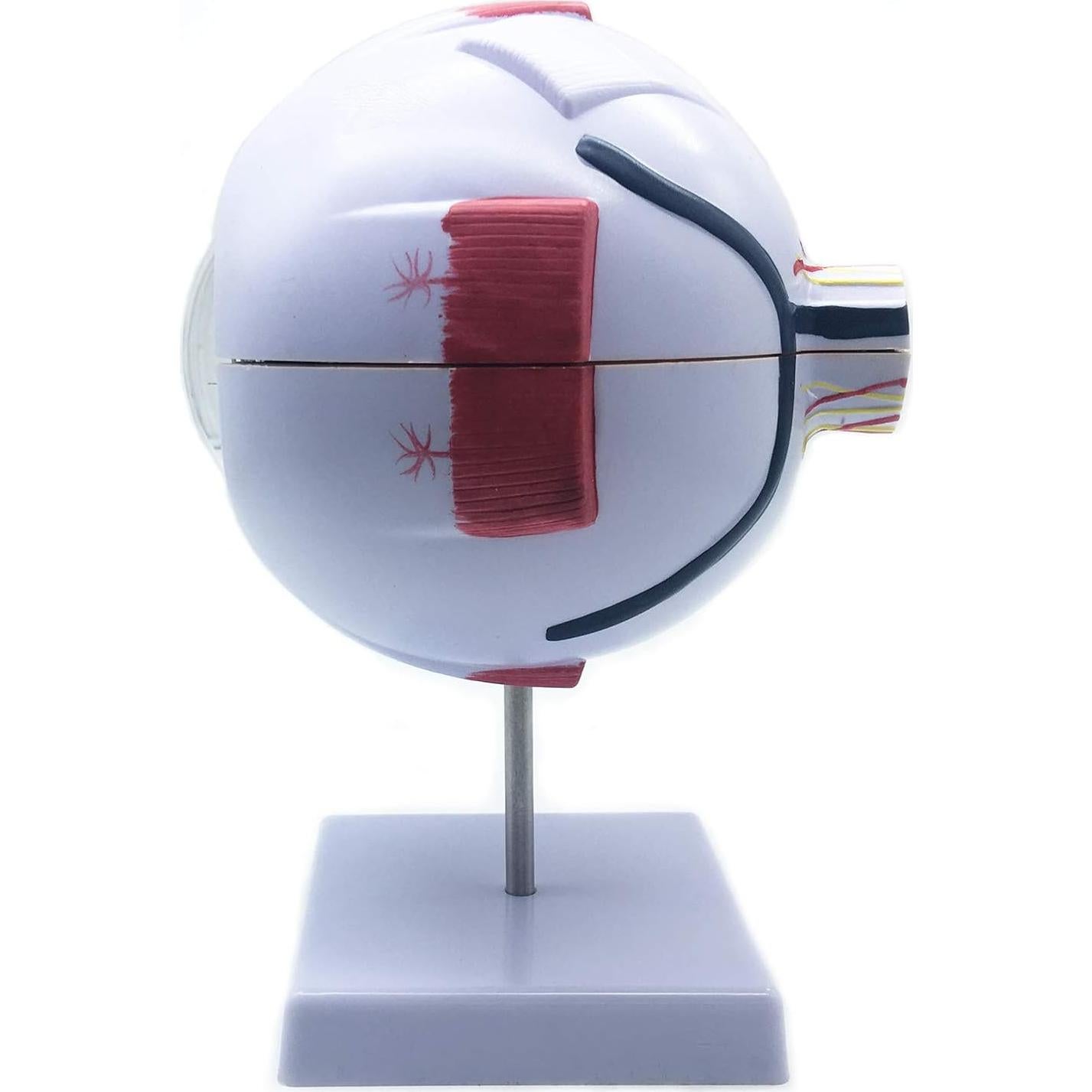 Modelo Anatómico Ojo Humano Ampliado 6X XINDAM - 24.9x15.7cm