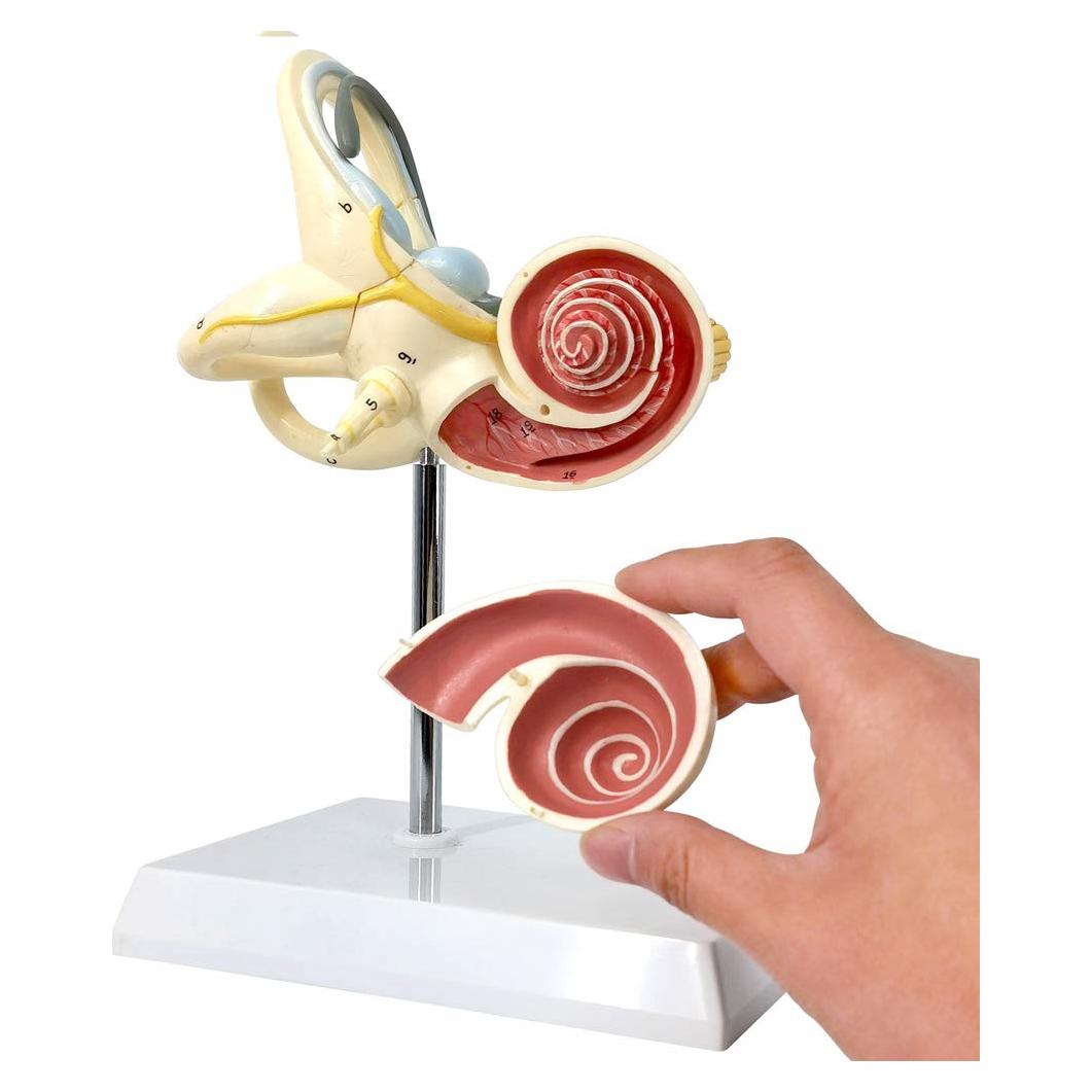 Modelo Anatómico de Oído Interno EVOTECH 8X PVC 15cm