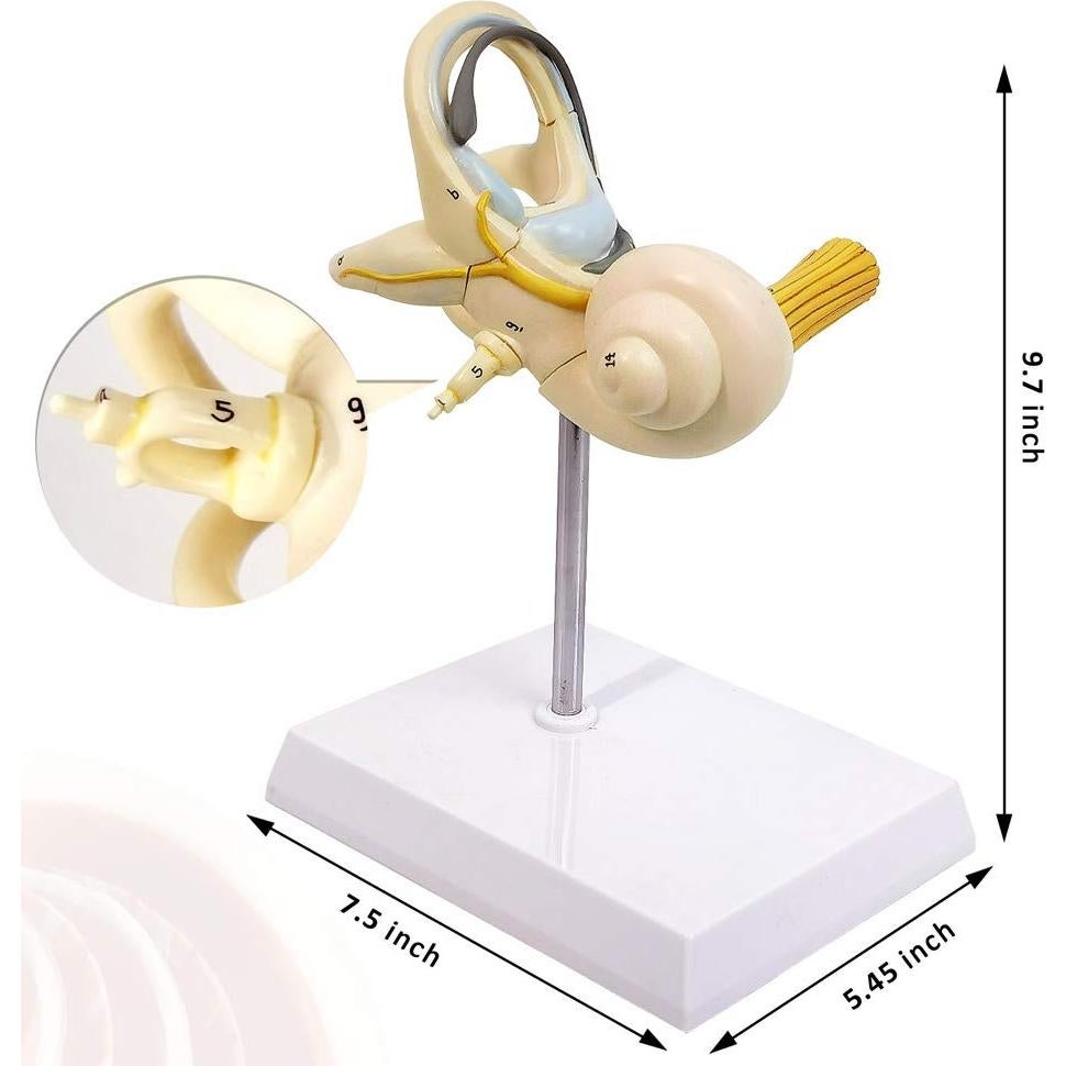 Modelo Anatómico de Oído Interno EVOTECH 8X PVC 15cm