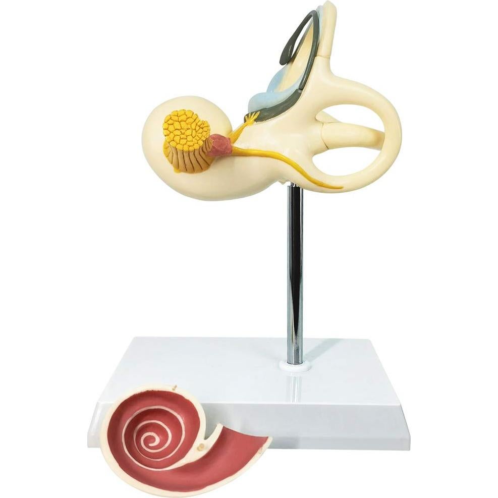 Modelo Anatómico de Oído Interno EVOTECH 8X PVC 15cm