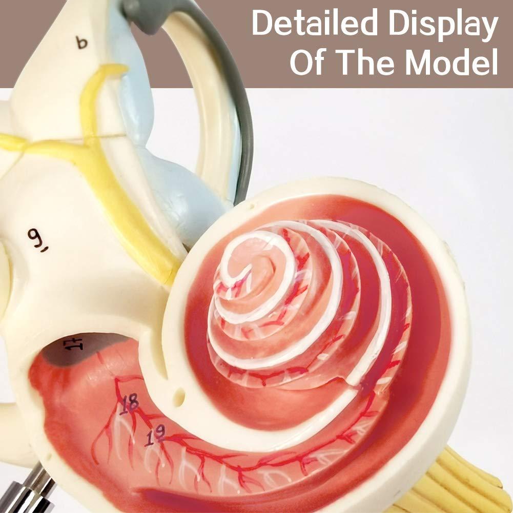 Modelo Anatómico de Oído Interno EVOTECH 8X PVC 15cm