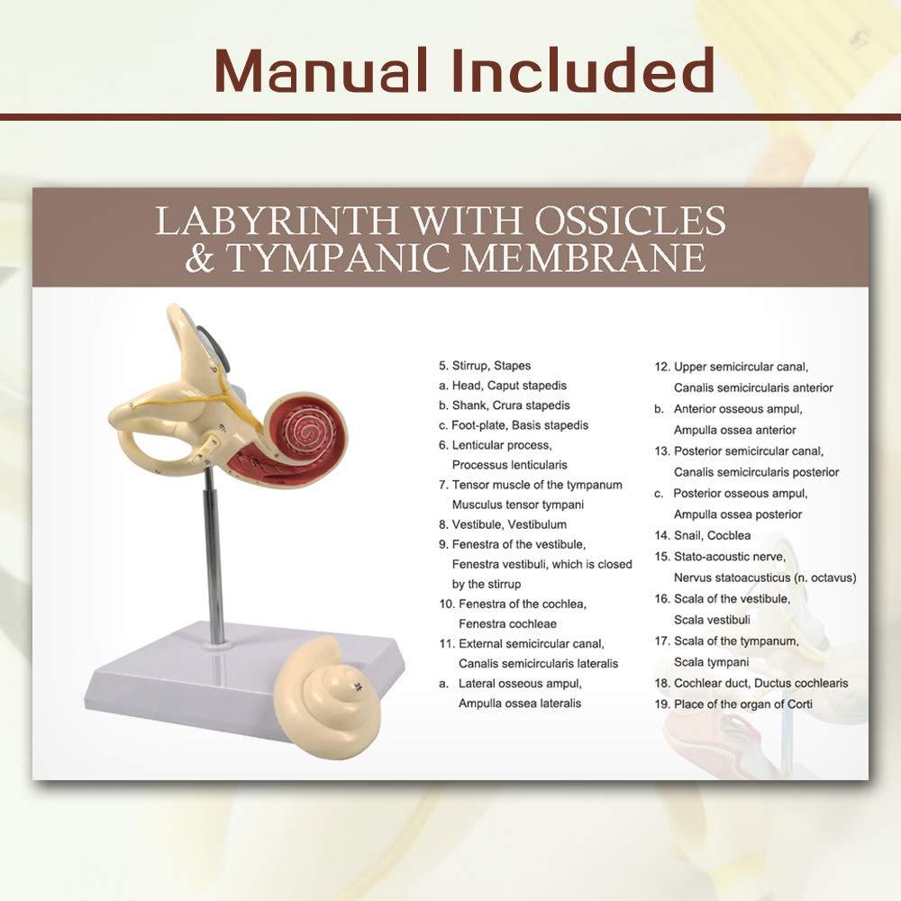 Modelo Anatómico de Oído Interno EVOTECH 8X PVC 15cm