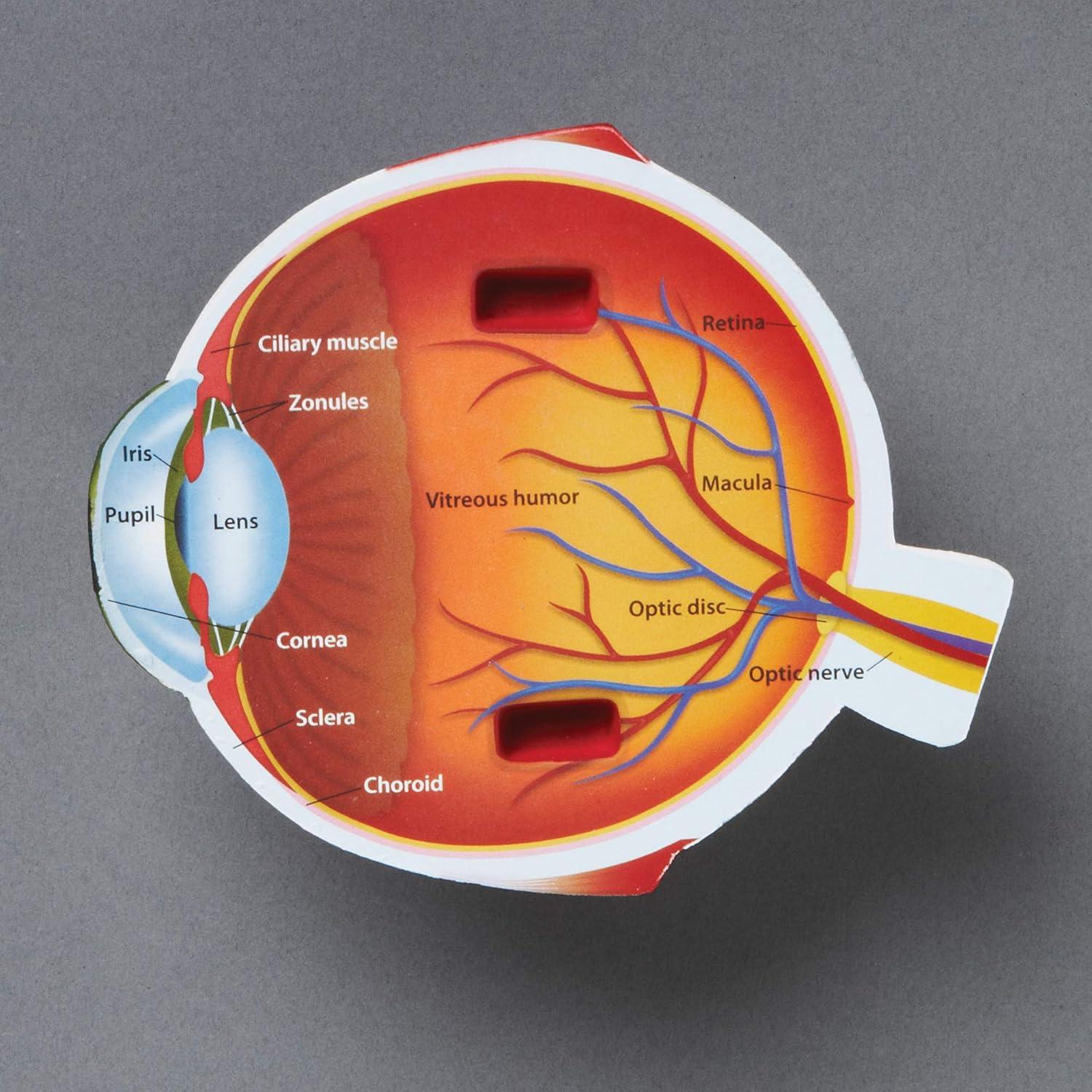 Modelo de Ojo Humano en Sección Transversal Learning Resources 12.7 cm