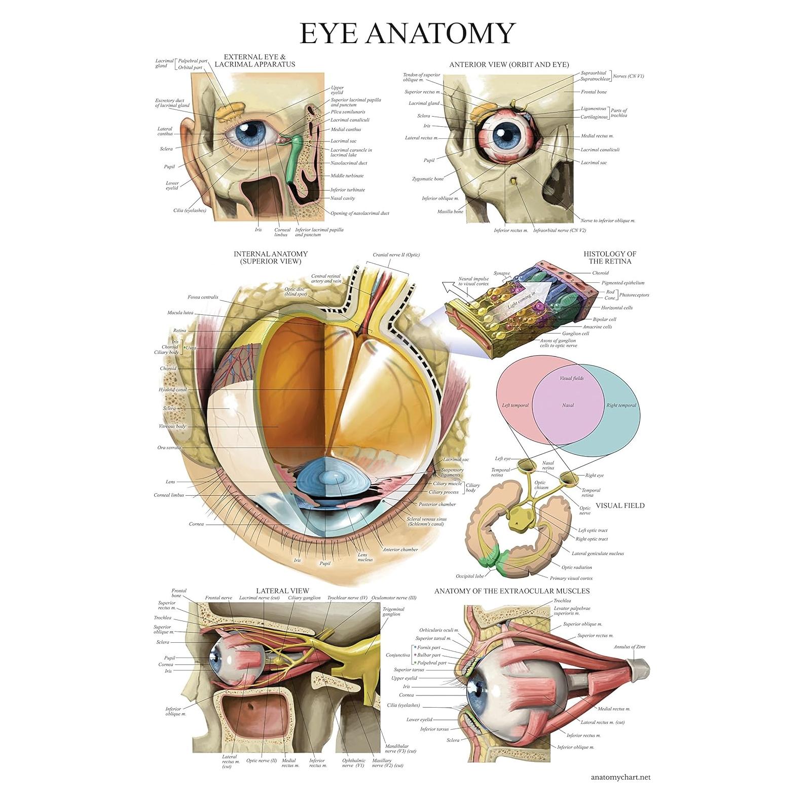 Cartel Anatómico del Ojo Laminado Palace Learning 45.7x61 cm