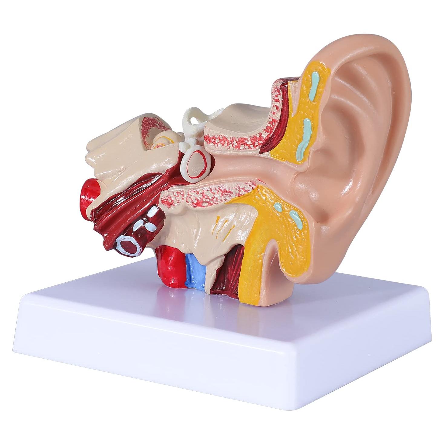 Modelo de Anatomía del Oído Humano 1.5x PVC con Base